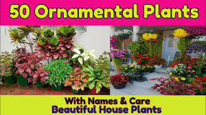 Maybe you would like to learn more about one of these? 50 Best Ornamental Plants For Your Garden Common House Plant S With Names Prices Youtube