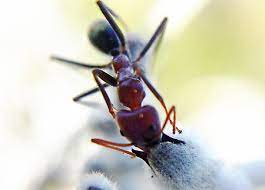 Your attached papers on seed dispersal. Step Aside Bees The Ants Are Pollinating Cosmos Magazine