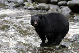 A density of about 0.7 bears per square mile. Black Bears Prefer Waterfront Raincoast Conservation Foundation