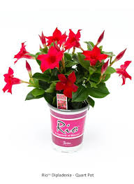 Rio Dipladenia Tropicals Image Gallery Plants Bush Plant Container Flowers
