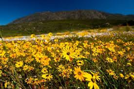 Here's the first article that i wrote on summer flowers, as published on pink book blog, but since updated for this year based on new growers entering the market. Chasing Elusive Flowers In South Africa The New York Times