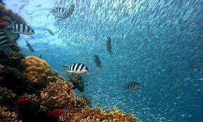 O dia mundial dos oceanos foi instituído pela onu em 2008, depois da conferência sobre o ambiente e desenvolvimento decorrida no rio de janeiro em 1992, e pretende alertar para a importância dos oceanos enquanto pulmões do planeta. Dia Mundial Dos Oceanos 8 De Junho Calendarr