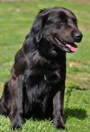 Maybe you would like to learn more about one of these? Abe Flat Coated Retriever Mix Deerfield Nh Flat Coated Retriever Retriever Mix Retriever