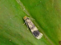 Image result for Stigmella floslactella