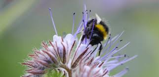 Maybe you would like to learn more about one of these? Flowers Tone Down The Iridescence Of Their Petals And Avoid Confusing Bees University Of Cambridge