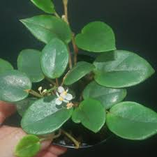 Image result for Begonia elaeagnifolia