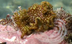 Image result for Landolphia rufescens