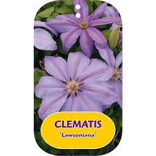 Сорта клематисов цветущие всё лето! Clematis Lawsoniana Cllawso Floraxchange