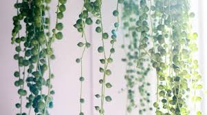 String of pearls indoor or outdoor. String Of Pearls Guide How To Care For A String Of Pearls Plant