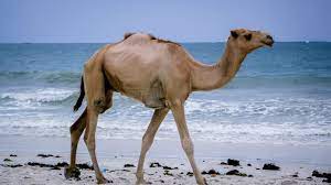 The raika/rebari community is closely associated though globally the camel population is increasing, in india, it is experiencing a dramatic decline. Camel Breeds Found In India Native Breed Org