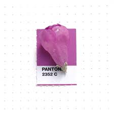 Pantone 2352 Color Match A Half Opened Texas Sage Flower With Some Rain Drops On It It Rained Last Night Appa Pantone Swatches Pantone Color Pantone Palette
