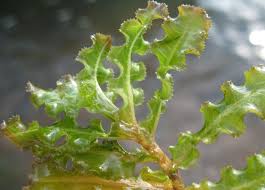 Image result for Potamogeton crispus