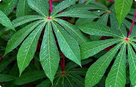 Image result for Corchorus saxatilis