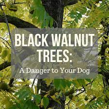 Check spelling or type a new query. Black Walnut Trees Can Poison Your Dog Pethelpful