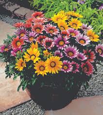 Container flower arrangements are great for brightening up a sunny courtyard, balcony or patio. Blooming Summer Flowers For Pots Gardenshop