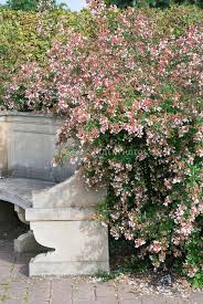 Abelia X Grandiflora Entire Shrub Plant Habit Next To Stone Garden Bench Garten Pflanzen Bluhende Pflanzen Pflegeleichte Pflanzen