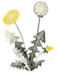 Pin On Dandelions