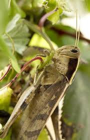 Image result for Teramnus uncinatus