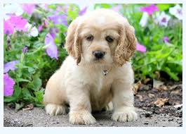 They look to find loving forever homes for their puppies, and all of their puppies come with akc limited. The Ultimate Guide To Spaniel Puppies For Sale Dog Breed