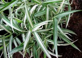 Image result for Pleioblastus fortunei