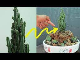 Uruguayanus or a monstrose version of acanthocereus. Fairy Castle Cactus Grown In Hole In Rock Fairy Castle Cactus Cactus Cactus Care