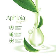 Image result for Aphloia
