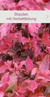 Stauden Mit Herbstfarbung Winterharte Stauden Stauden Und Gartenpflanzen Winterhart