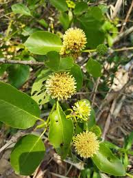 Image result for Xyris anceps