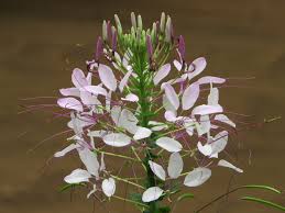 Image result for Cleome iberidella