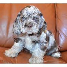 The settings are silver tone and. Akc Male Chocolate Merle Cocker Spaniel Puppy For Sale Spaniel Puppies For Sale Cocker Spaniel Puppies Cute Animals
