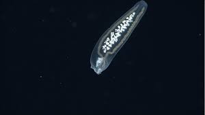 Image result for Phyllorachis