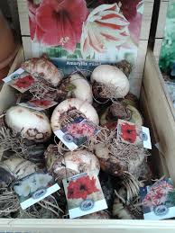 Offering the products & services to help with the jobs & joys of life in. Amaryllis Bulbs Are Here And Look Listowel Greenhouses Facebook