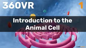 From biopharmaceuticals to gene therapy provides a comprehensive insight into biological and engineering concepts related to mammalian and insect cell technology, as well as an overview of the applications of animal cell technology. Chapter 1 Introduction To The Animal Cell Youtube