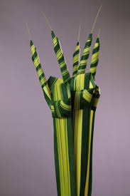 Image result for Pandanus sp. A