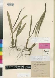 Image result for Bulbophyllum vulcanicum