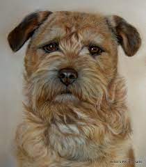 Pet painting from photo uk. Dog Artist Uk Helen S Pet Portraits Border Terrier Painting