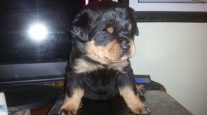 Find rottweiler puppies and breeders in your area and helpful rottweiler information. Rottweiler Puppies German Hungarian Yugoslavia Decent Pedigree For Sale In Mckees Rocks Pennsylvania Classified Americanlisted Com