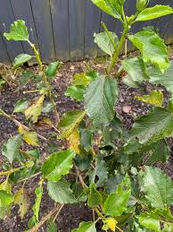 We did not find results for: Hibiscus Disease On Leaves Bunnings Workshop Community