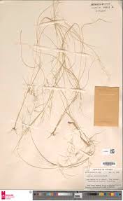 Image result for Aristida recta