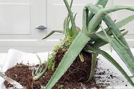 Or, you can purchase them relatively cheaply ($3) off sites like etsy. Aloe Vera Propagation How To Remove Pups From The Mother Plant