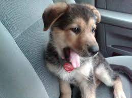 Serious inquiries only as these are top notch show quality ani… German Shepherd Lab Mix Puppies