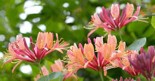 If any part of the branch is extremely damaged or diseased, cut it back to a healthy main branch at the center if you're cutting a honeysuckle vine, work from the top of the vine to the bottom, cutting the most tangled. How To Take Care And Grow Honeysuckle In Your Garden