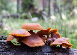 This can make the difference between having a pleasant spiritual experience of ending up in the er with serious poisoning. 5 Common Mushrooms Poisonous To Dogs And Other Pets Slideshow