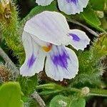 Image result for Craterostigma hirsutum