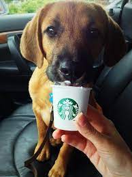Starbucks Puppuccino Who Knew Dog Friends Dogs Pets