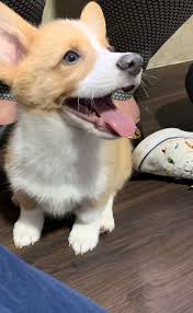 Our corgi puppies for sale are raised with extra care and specialized training. Pembroke Welsh Corgi Puppies For Sale Summerville Sc 317034