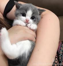 Beyaz Kedi Kedi Kedi Bakimi 2020 En Tatli Yavru Kediler Tuysuz Kedi 2020 Hayvan Yavru Kediler Evcil Hayvanlar