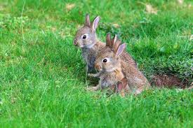Examine the size and shape of the hole. Simple Tips To Stop Animals From Digging In Your Yard My Backyard Life
