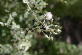 Image result for Pseudoconyza viscosa