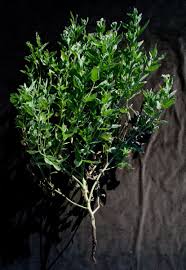 Image result for Indigastrum parviflorum